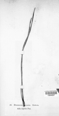 Lophodermium pinastri image